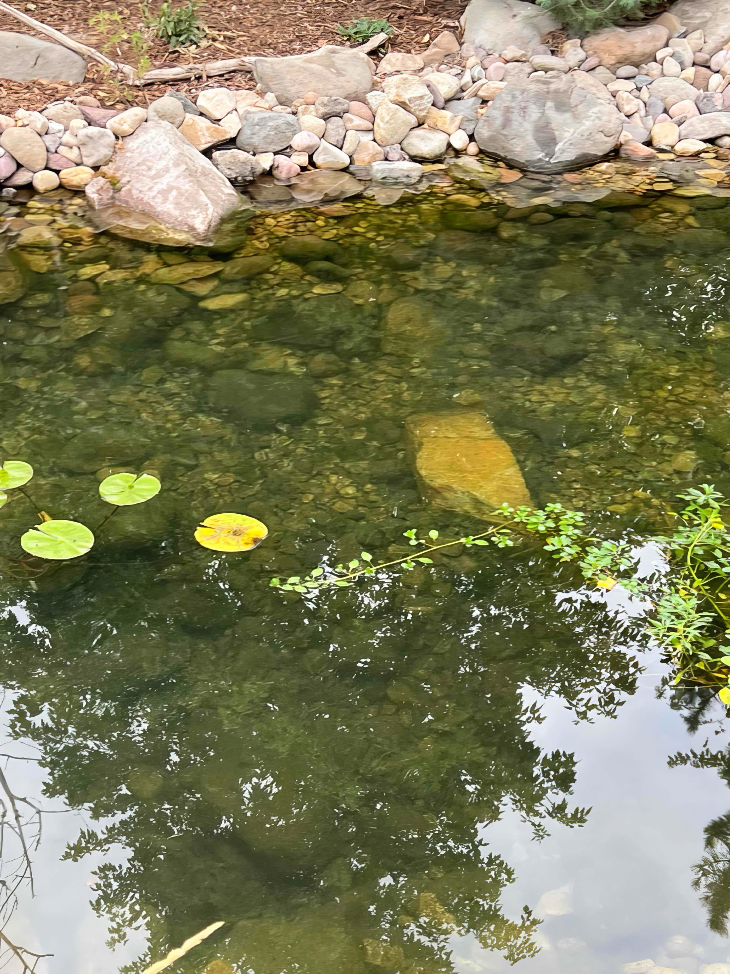 Bluewater Pond & Garden project