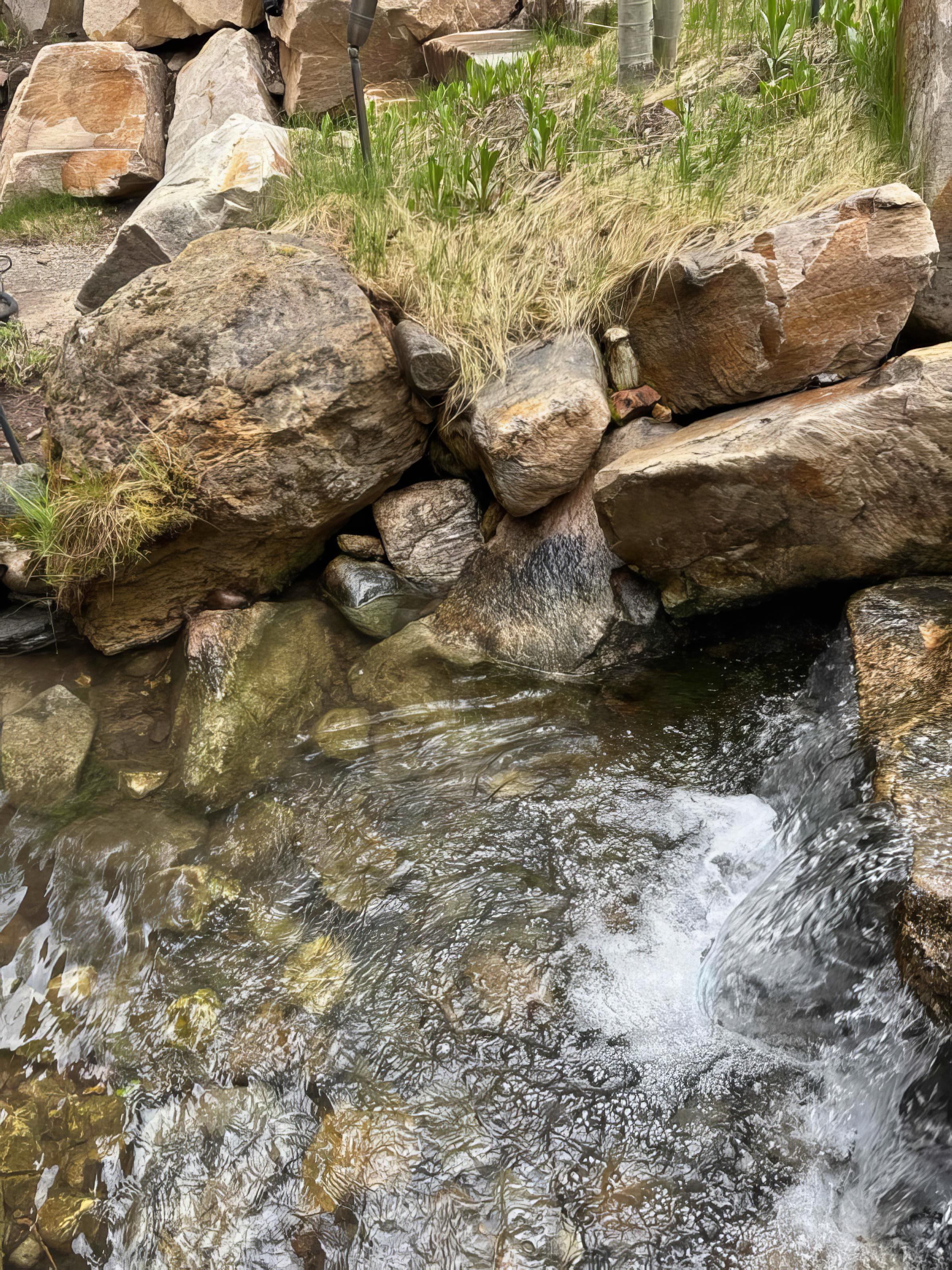Koi pond with lush landscaping