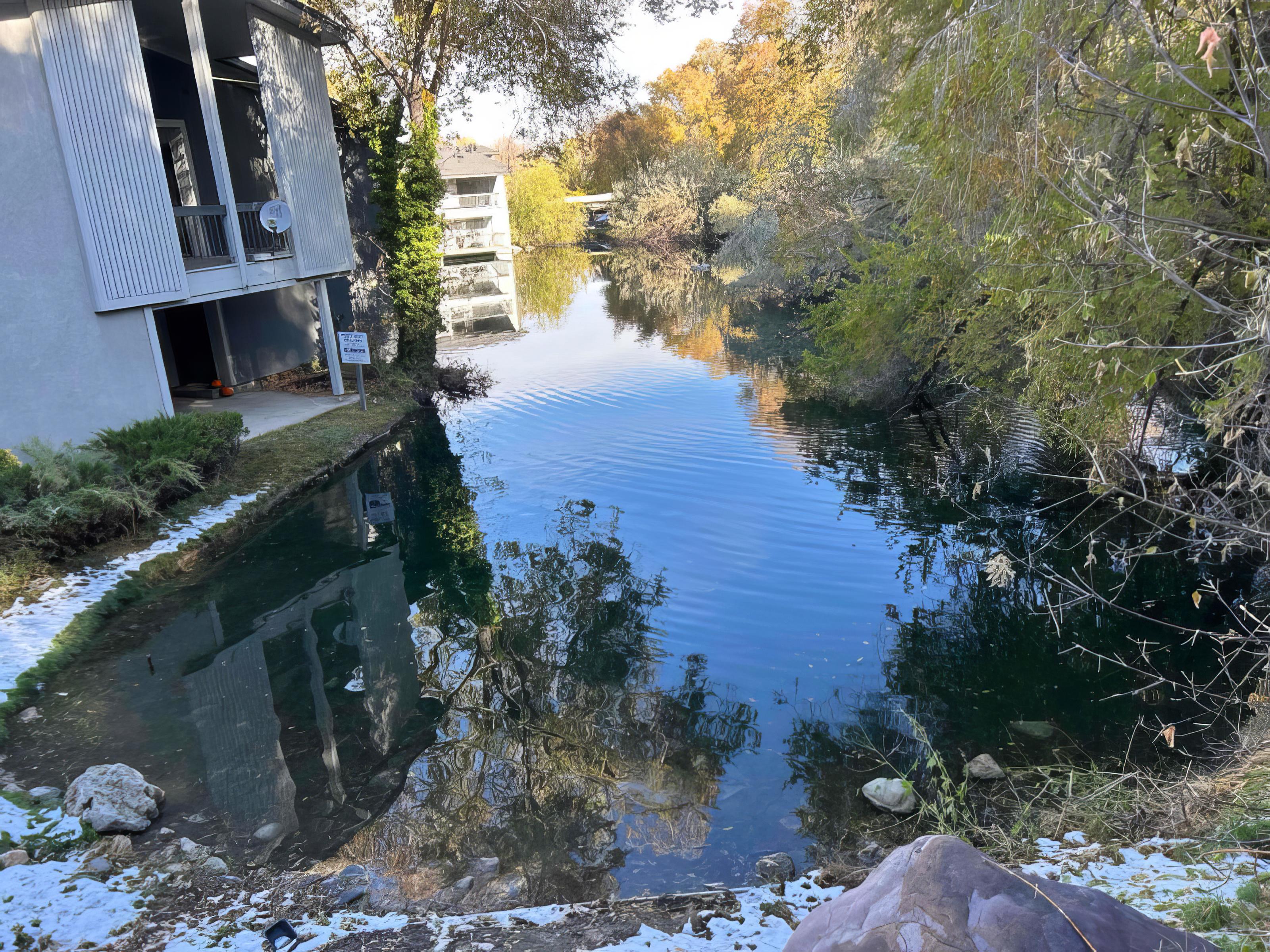 Garden pond with lily pads