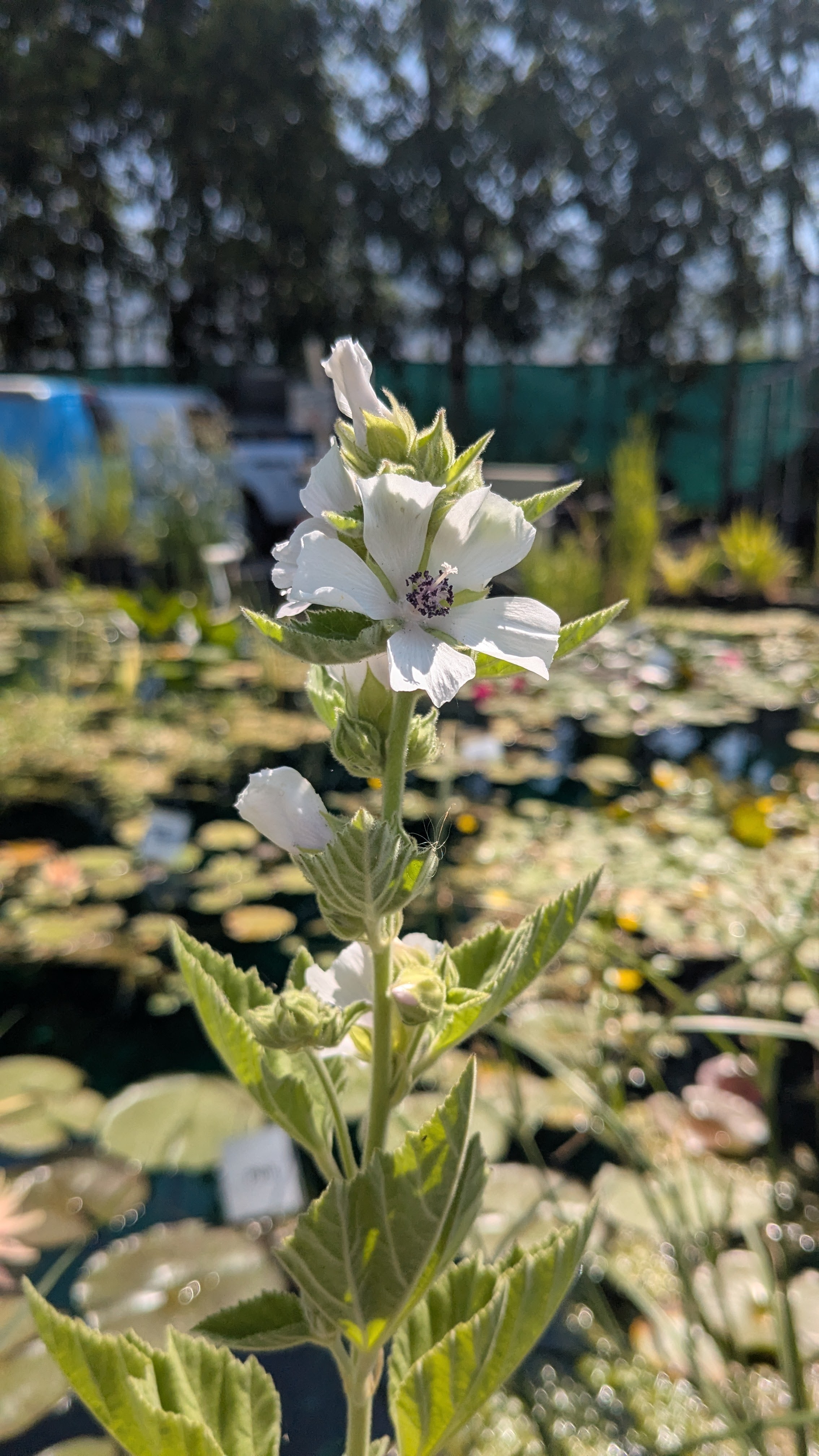 Beautiful pond with water feature